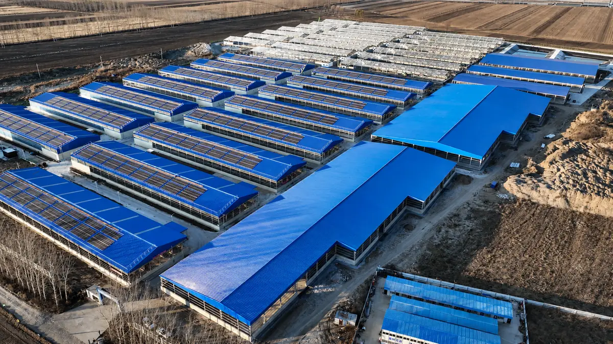 Muguang livestock farm steel buildings aerial view